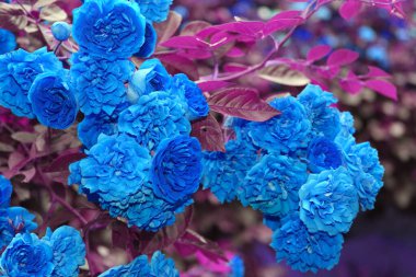 Dekoratif çiçeklerin güzel bir görüntüsü