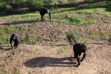 Maymun fotoğrafının NIce resmi