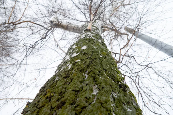 Écorce Arbre Recouverte Mousse Verte — Photo