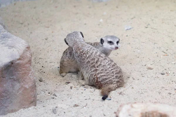 Par Meerkats Areia — Fotografia de Stock