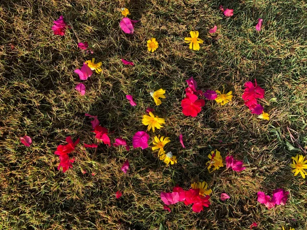 red, pink and yellow flowers are scattered on the grass, a beautiful panel of flowers and grass