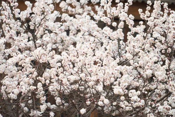 many cherry blossoms, cherry in bloom, blooming white, bouquet, blooming tree, spring trees are blooming