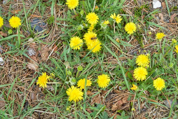 Gul Maskros Blomma Maskros Äng Blommande Maskrosor Äng Blommor Sommar — Stockfoto