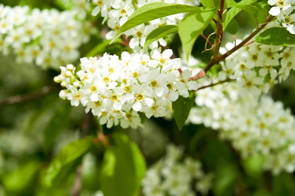 Ramo Cereja Pássaro Flores Brancas Primavera Foco Suave Flores Close — Fotografia de Stock