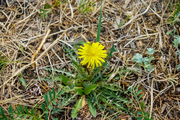 Yellow Dandelion Flower Dandelion Meadow Blooming Dandelions Meadow Flowers Summer — Stock Photo, Image