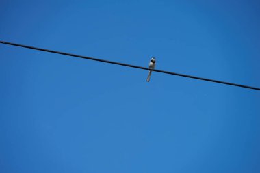 Telin üzerinde oturan bir kuş, telin üzerinde küçük bir kuş mavi gökyüzünde bir kuş, bir serçe