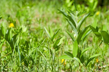 Yeşil çimenler soyut olarak bulanık arkaplan. Güneş ışığı altında sulu, taze çimenler. Yeşil yapraklı makro. Parlak yaz ya da bahar doğası geçmişi. Panoramik pankart. Boşluğu kopyala