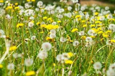 sarı karahindiba çiçeği, karahindiba çayırı, çiçek açan karahindibalar, çayır çiçekleri, yaz, karahindibalar sarı ve beyaz, sıcak, çayır sarı çiçekleri