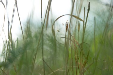 Yeşil çimenler soyut olarak bulanık arkaplan. Güneş ışığı altında sulu, taze çimenler. Yeşil yapraklı makro. Parlak yaz ya da bahar doğası geçmişi. Panoramik pankart. Boşluğu kopyala