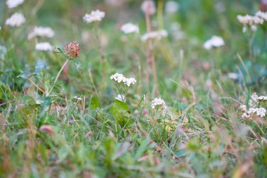 Beyaz çiçekli yeşil çayır dokusu.