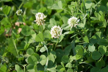 Trifolium pişmanlığı, beyaz yonca bitkisi.