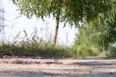 Yol ve ağaçlar. Yazın parktaki büyük yeşil ağaçlar arasında dar gölgeli bir patika..