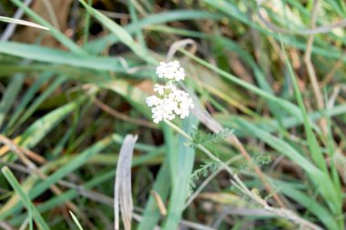 Beyaz çiçekli yeşil çayır dokusu.
