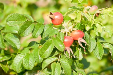 Sebze bahçesinde kırmızı gül üzümü
