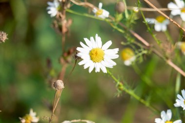 Yeşil çimlerin üzerinde beyaz papatya çiçekleri