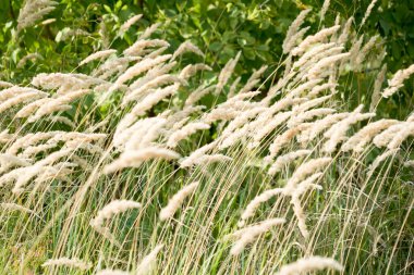 Kentucky Bluegrass Bıçakları Yeşil Çim