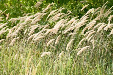 Kentucky Bluegrass Bıçakları Yeşil Çim