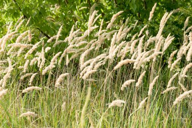 Kentucky Bluegrass Bıçakları Yeşil Çim
