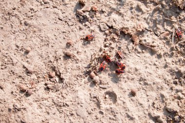 İtfaiyeci bir böcek kumda oturuyor, makro..