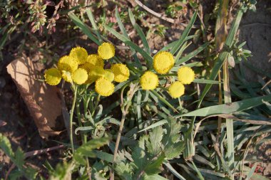 Yapraksız sarı çiçekler
