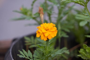 Duvarda kadife çiçeği süslemesi, çiçek deseni, çiçek desenli arkaplan, sarı kadife çiçeği arka plan, sarı kadife çiçeği deseni, sarı çiçekli desen, çiçek çiçeği deseni.