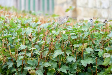 yeşil yapraklar doğal arkaplan