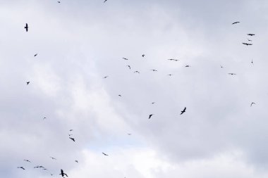 Gökyüzünde bir kuş sürüsü