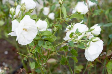 Çiçek tarlalarında beyaz çiçekler