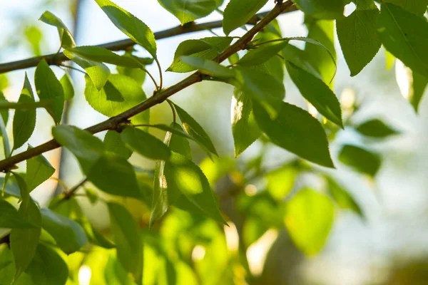 Groen Jong Populierenblad Een Tak Bladeren Verlicht Door Zon Groen — Stockfoto