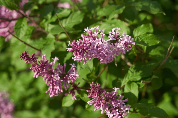 Lindas Flores Lilás Florescem Primavera — Fotografia de Stock