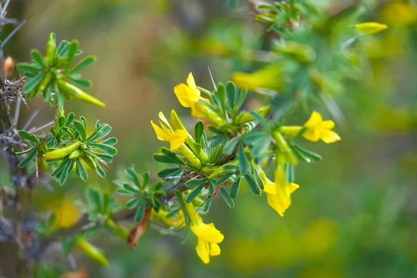 Flores Acácia Amarelas Ramos Galhos Jardim Primavera — Fotografia de Stock