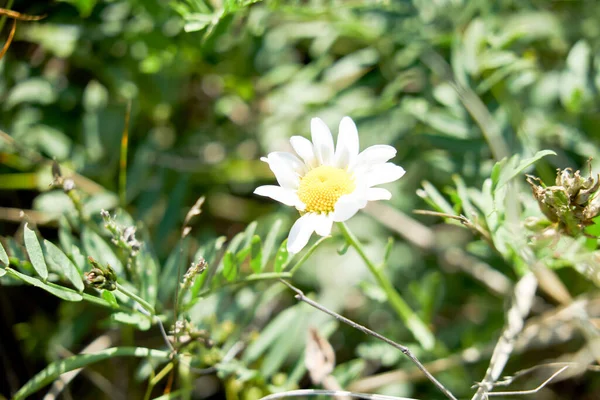 Flores Camomila Branca Fundo Grama Verde — Fotografia de Stock