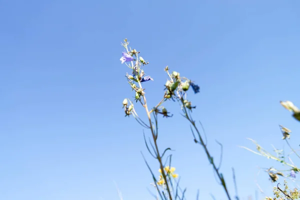 Flores Sino Contra Fundo Céu Azul — Fotografia de Stock