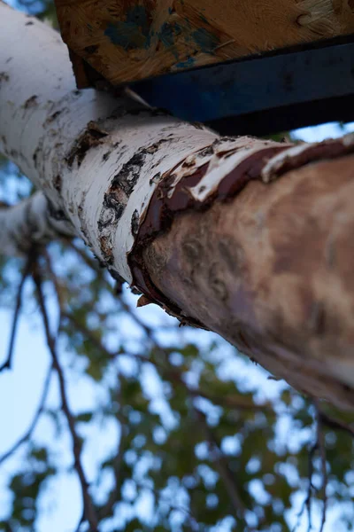 Gros Plan Tronc Arbre Dans Forêt Fond Bois Écorce Brun — Photo