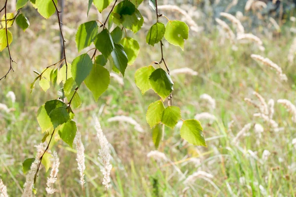 Folhas Bétula Verde Iluminado Pelo Sol Pendurado Cima — Fotografia de Stock