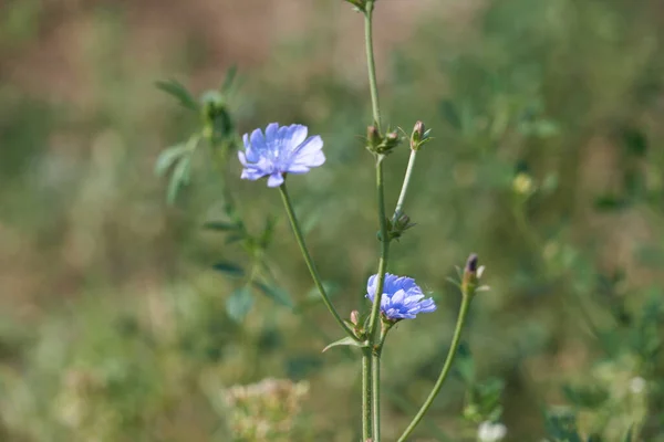 Achicoria Azul Pálido Flores Silvestres Colorado Achicoria Azul Pálido Flores —  Fotos de Stock