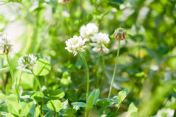 Trifolium Repens Trevo Branco Planta Herbácea Perene — Fotografia de Stock