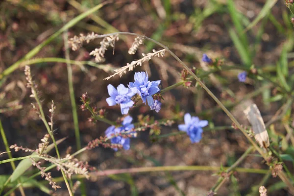 Achicoria Azul Pálido Flores Silvestres Colorado Achicoria Azul Pálido Flores —  Fotos de Stock