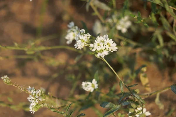 Texture Prato Verde Con Fiori Bianchi — Foto Stock