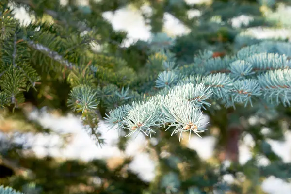눈덮인 크리스마스 트리의 가지들 가까워 — 스톡 사진