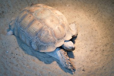 Çöl kaplumbağası doğal ortamının çöl kumlarında dolaşır. Centrochelys sulcata.