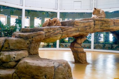 Küçük bir tepede gururla duran tek bir aslan.