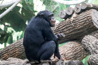 Siyah goril yakın plan portresi