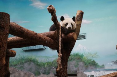 Dev panda bir ağaç dalında uyumaya hazırlanıyor..