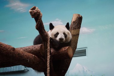 Dev panda bir ağaç dalında uyumaya hazırlanıyor..