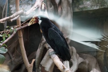 Doğulu boynuz gagası doğanın dalında