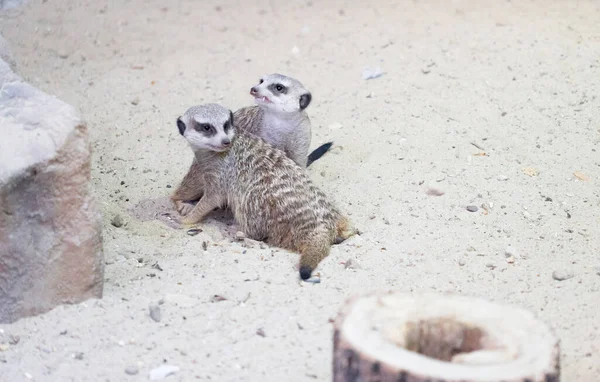 Par Meerkats Areia — Fotografia de Stock