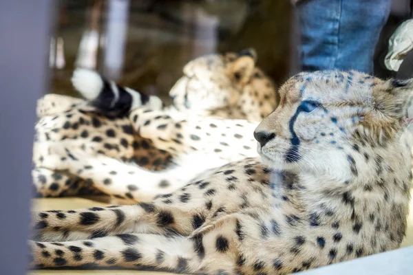 Leopard Dominanter Pose Die Sich Der Sonne Sonnt Ohne Sich — Stockfoto