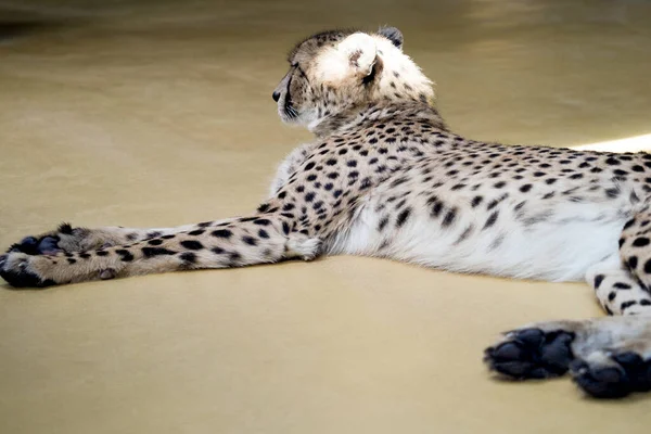 Leopardo Uma Pose Dominante Aquecendo Sol Sem Cuidado Mundo — Fotografia de Stock