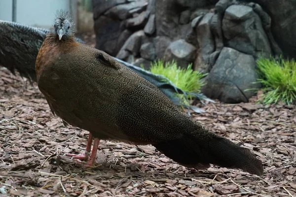 Pavo Real Con Cabeza Azul Vibrante Plumas Cuerpo Verde Brillante — Foto de Stock